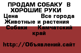 ПРОДАМ СОБАКУ  В ХОРОШИЕ РУКИ  › Цена ­ 4 000 - Все города Животные и растения » Собаки   . Камчатский край